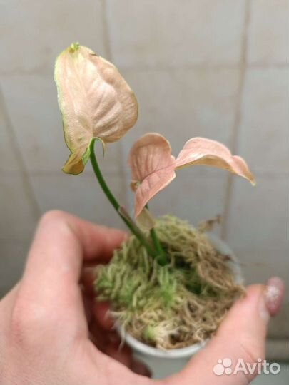 Сингониум мини пастель