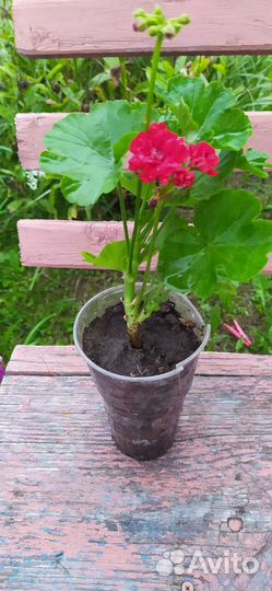 Пеларгония(герань)