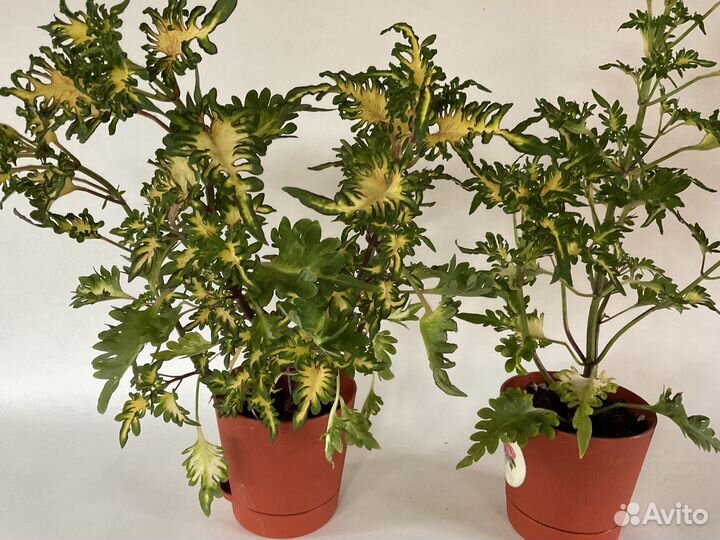 Цветы комнатные в горшках