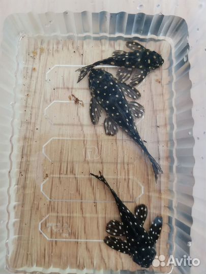 Номерные сомы l 201