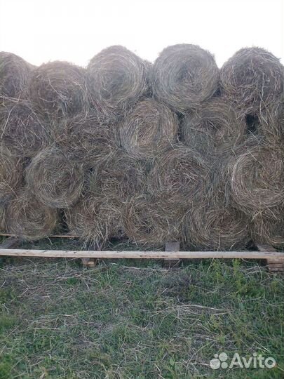 Продам сено в рулонах