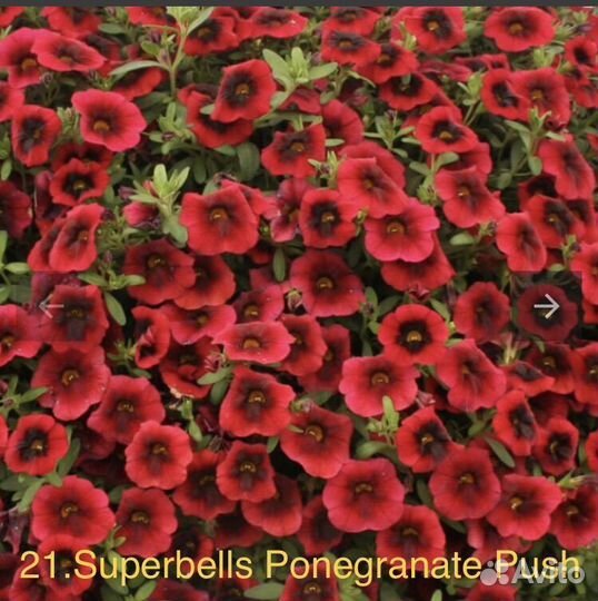 Калибрахоа вегетативная