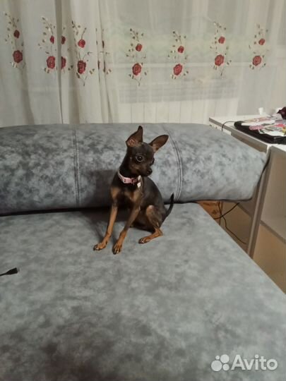 Вязка девочки собак русский той терьер