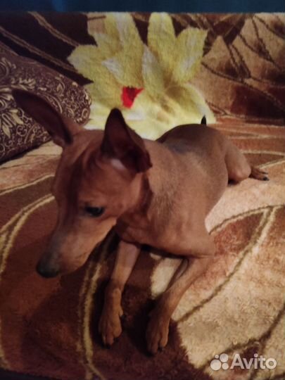 Цвергпинчер