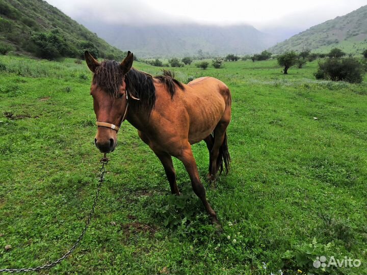 Лошадь жеребец