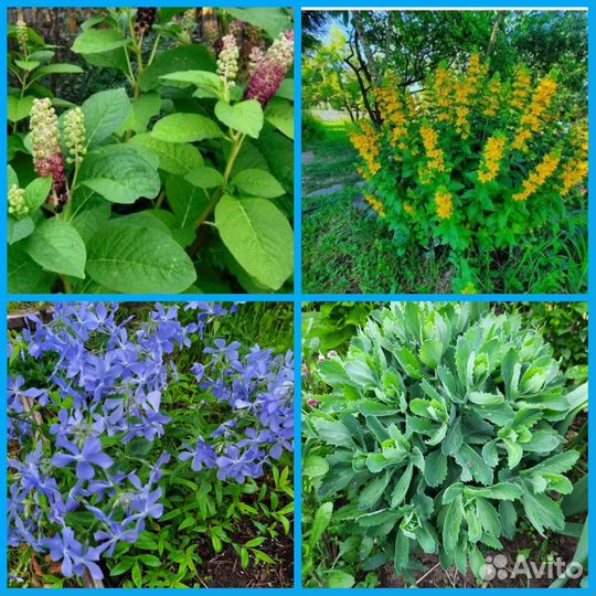 Цветы многолетники