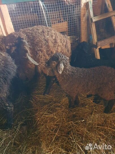 Овцы бараны