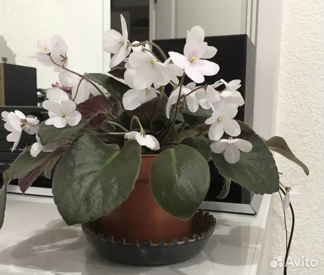 Комнатные растения цветы Фиалка