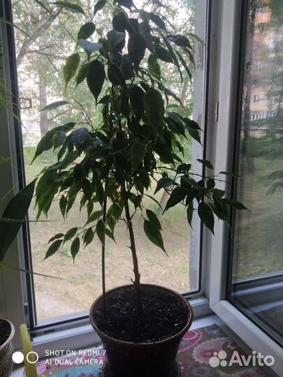 Фикус бенджамина пестролистный