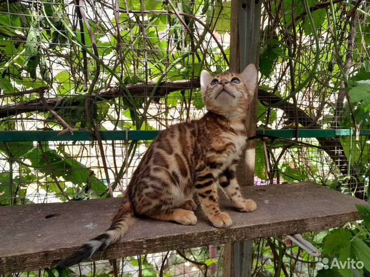 Бенгальские котята
