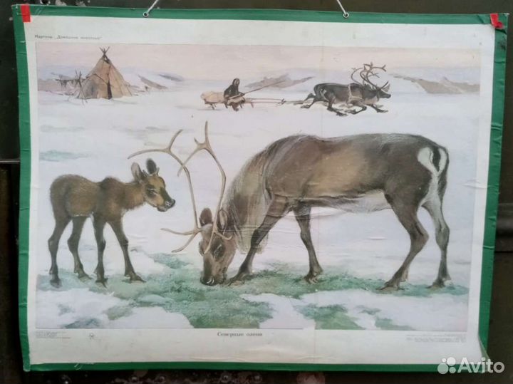 Плакат учебное пособие для детей. СССР, 70г