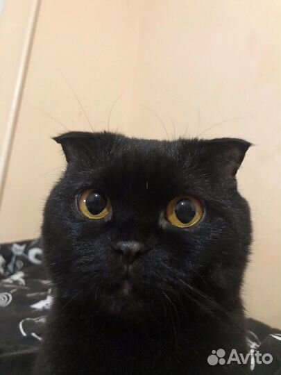Британский вислоухий кот