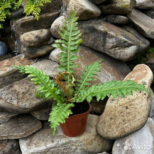 Блехнум Вулкано