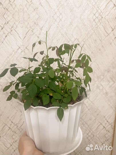 Роза комнатная с магнита