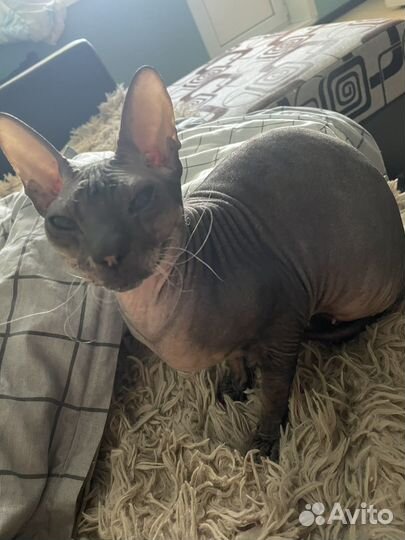 Донской сфинкс