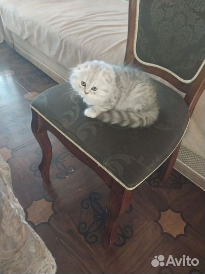 Шотландский котёнок