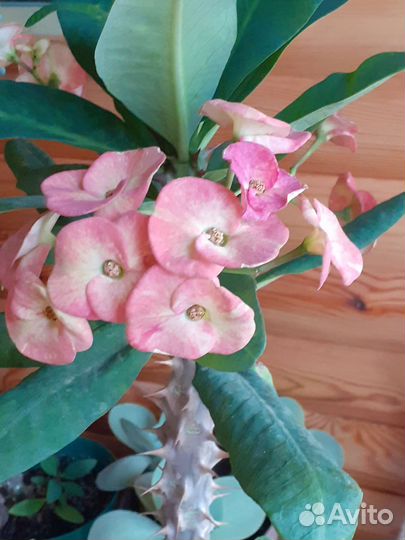 Молочай миля крупноцветковый