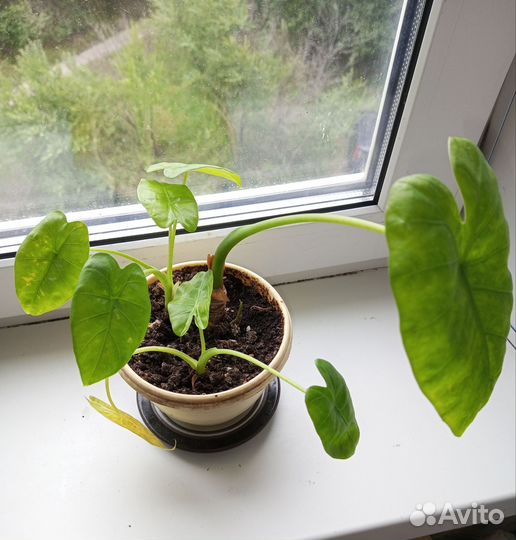 Комнатные растения