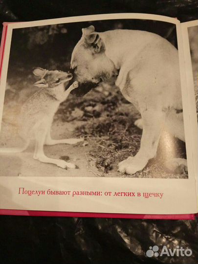 Альбом фото из жизни животных