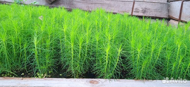 Сеянцы сосны обыкновенной окс