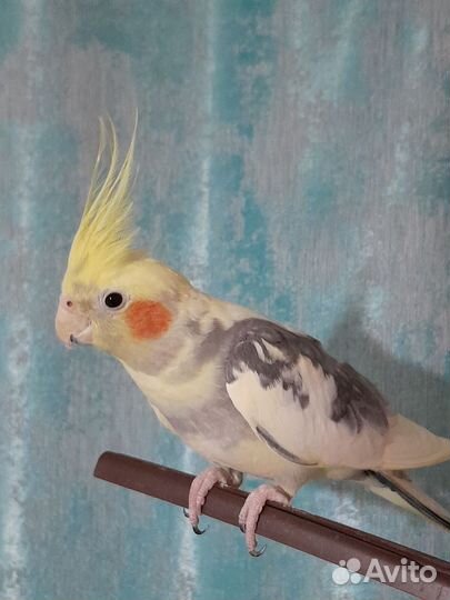 Попугай корелла девочка