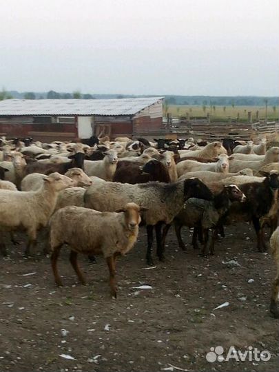 Баранина