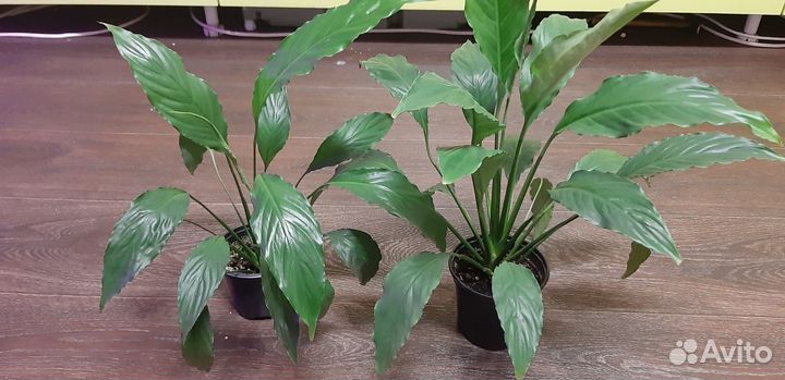 Комнатные цветы