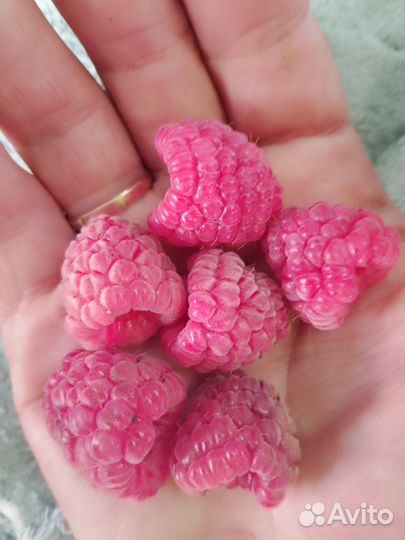 Малина, Клубника