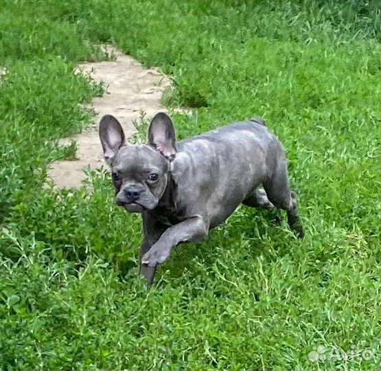 Пенелопа девочка французского бульдога