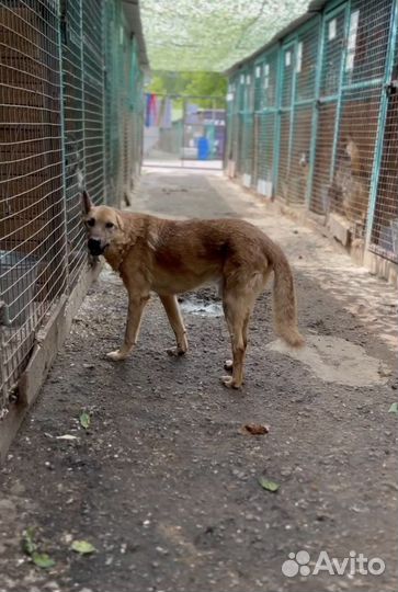 Пьер так и сдохнет в этой клетке