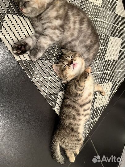 Шотландская кошечка