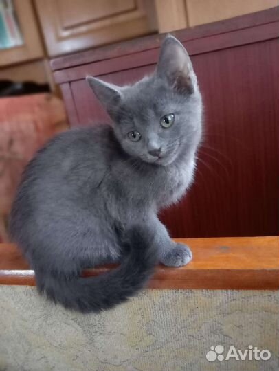 Котята, три девочки на