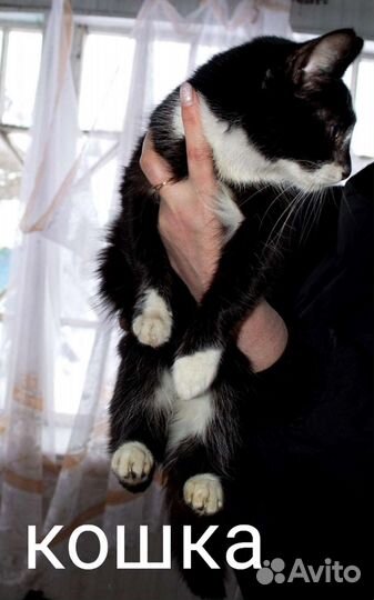 Кошек хотят усыпить