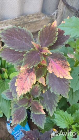 Колеусы вегетативные