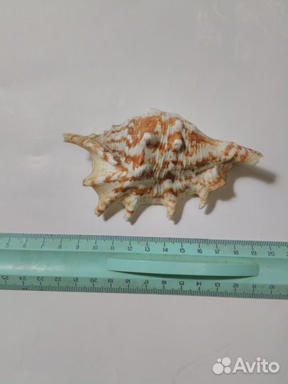 Раковины морские