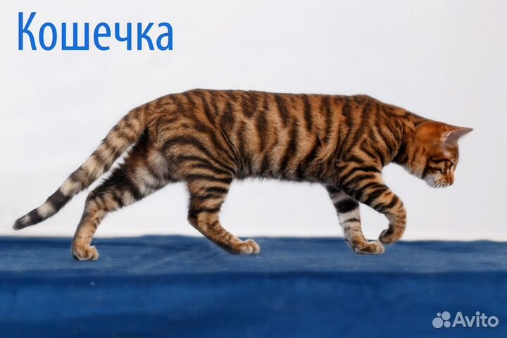 Тойгер котята