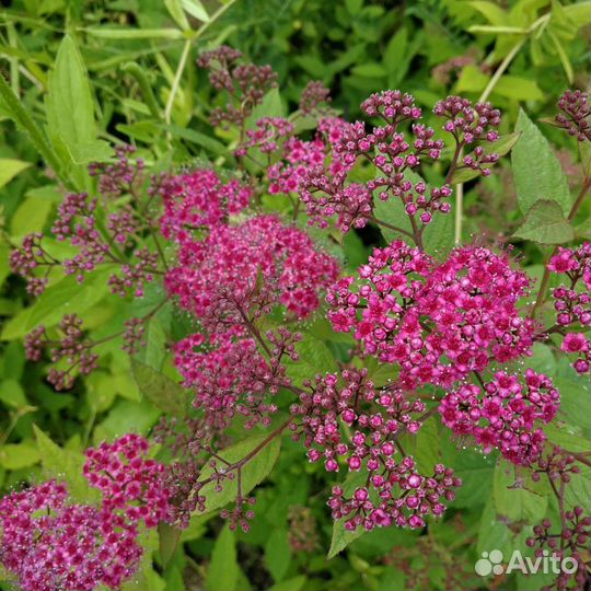 Дерен, спиреи 5 видов и др