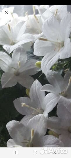 Кампанула невеста