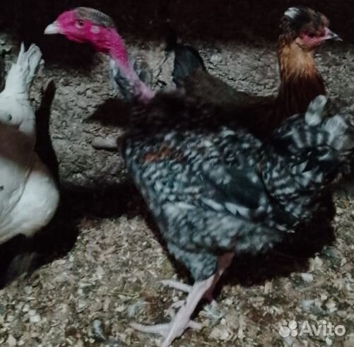 Петухи