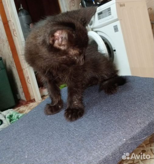 Отдам котёнка в добрые руки