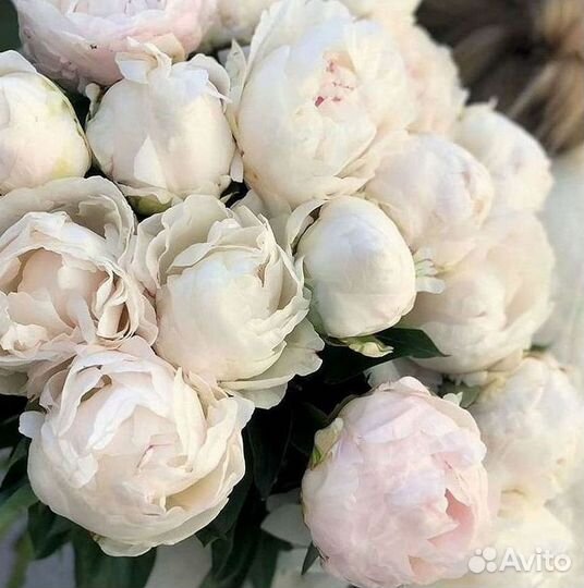 Пионы Букет