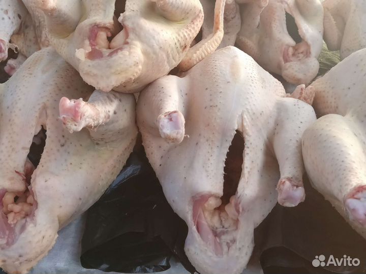 Индюки домашние