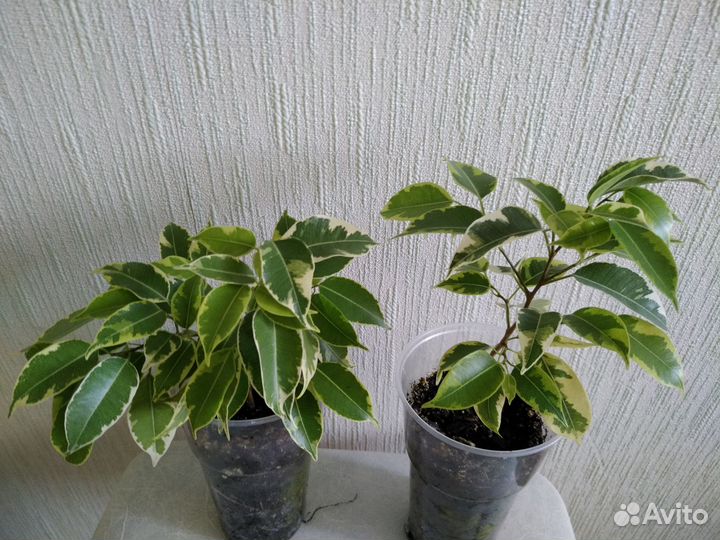 Комнатные цветы