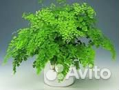 Папоротник Адиантум
