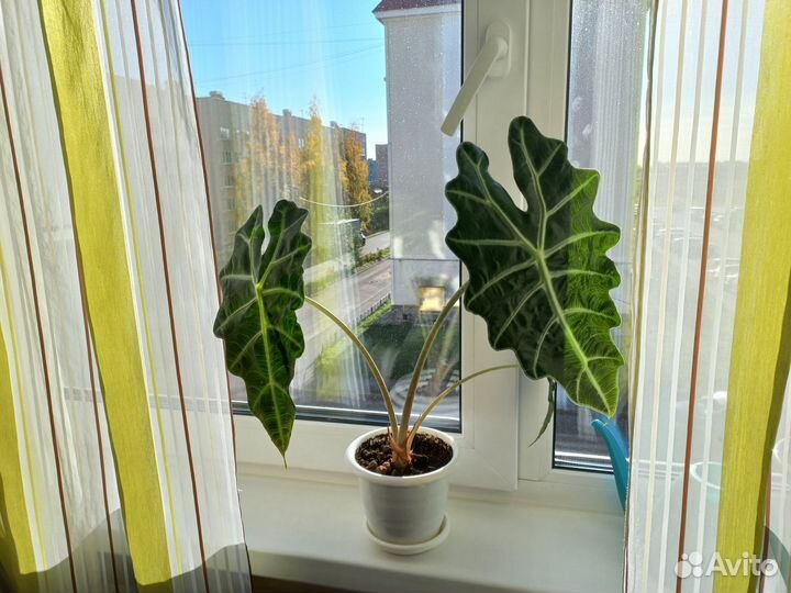 Алоказия Полли