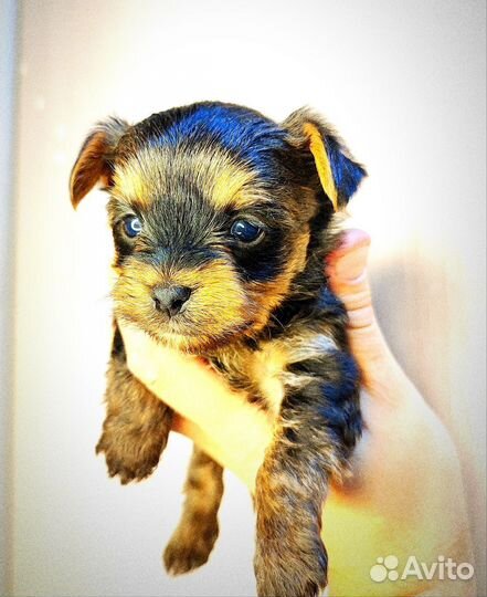 Йоркширский терьер