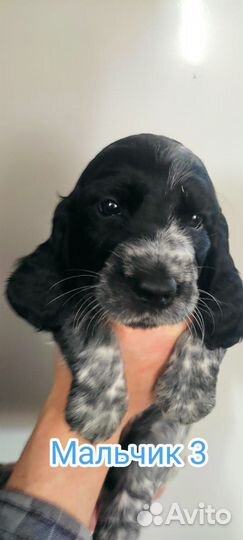 Русский охотничий спаниель щенки