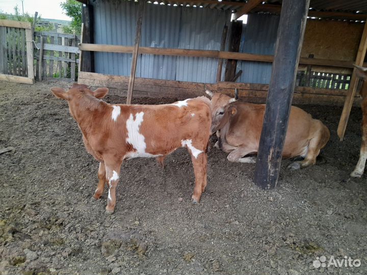 Коровы, телята