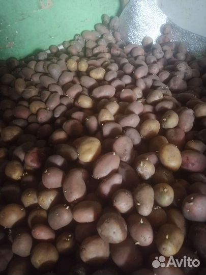 Семенной картофель