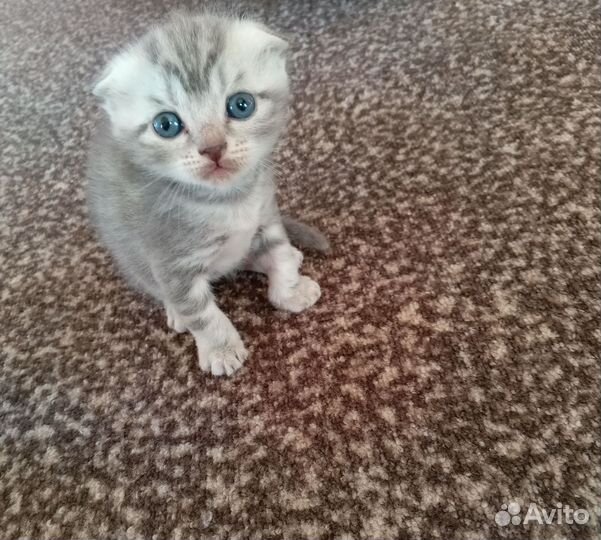 Британские котята